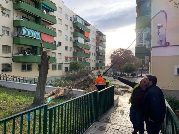 Daños ocasionados por los fuertes vientos en Torremolinos Daños ocasionados por los fuertes vientos en Torremolinos