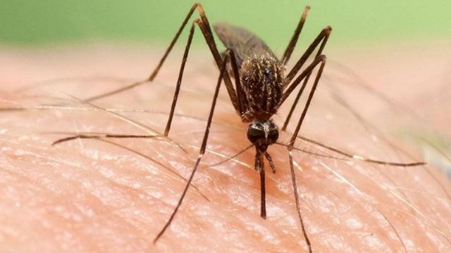 El Aedes japonicus, una nueva especie invasora de mosquito proveniente de Oriente El Aedes japonicus, una nueva especie invasora de mosquito proveniente de Oriente