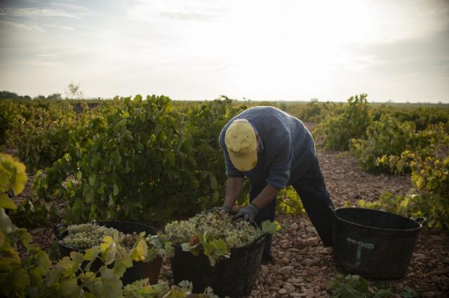 Un trabajador de la vendimia Un trabajador de la vendimia