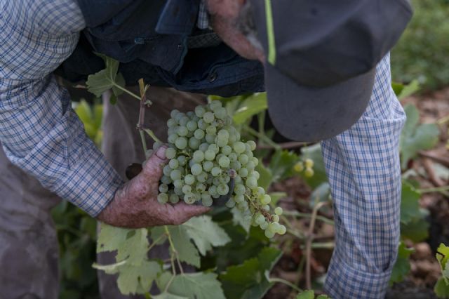 Un trabajador de la vendimia sostiene un racimo de uvas verdes recién cortado. - Eusebio García del Castillo - Europa Press Un trabajador de la vendimia sostiene un racimo de uvas verdes recién cortado. - Eusebio García del Castillo - Europa Press