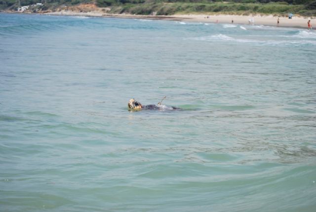 Liberada Una Tortuga Boba Tras Su Recuperación (Consejería De Agricultura, Ganadería, Pesca Y Desarrollo Sostenible) Liberada Una Tortuga Boba Tras Su Recuperación (Consejería De Agricultura, Ganadería, Pesca Y Desarrollo Sostenible)