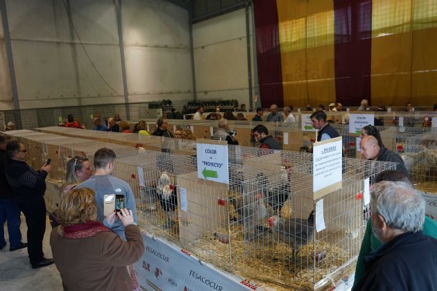 VII Exposición de Gallinas Autóctonas Sureñas de Coín VII Exposición de Gallinas Autóctonas Sureñas de Coín