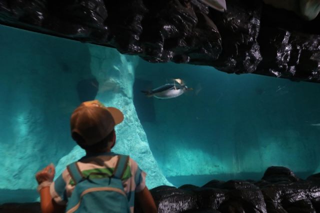 Un niño observa el acuario Un niño observa el acuario
