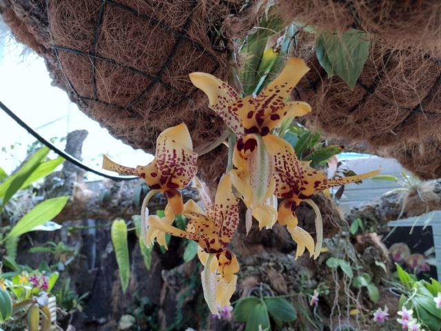 Floración de la orquídea ‘Stanhopea trigrina’ Floración de la orquídea ‘Stanhopea trigrina’
