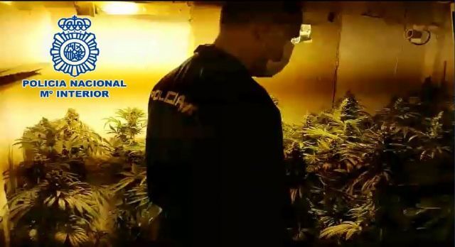 Un agente interviene una plantación de marihuana