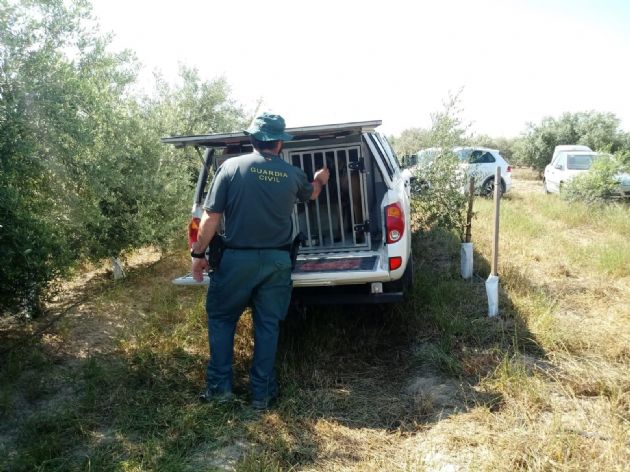 En la bísqueda participan perros del Servicio Cinológico de la Guardia Civil En la bísqueda participan perros del Servicio Cinológico de la Guardia Civil