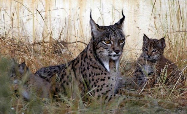 Lince ibérico Lince ibérico