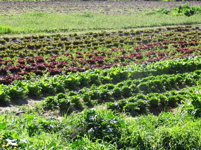 Los operadores ecológicos aumentan un 5% en Andalucía en 2019 Los operadores ecológicos aumentan un 5% en Andalucía en 2019