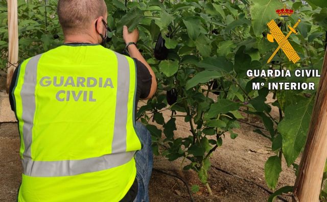 La Guardia Civil esclarece un robo de berenjenas La Guardia Civil esclarece un robo de berenjenas