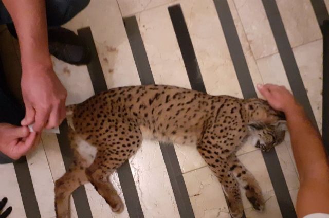 Lince ibérico capturado en Rociana del Condado (Huelva) Lince ibérico capturado en Rociana del Condado (Huelva)