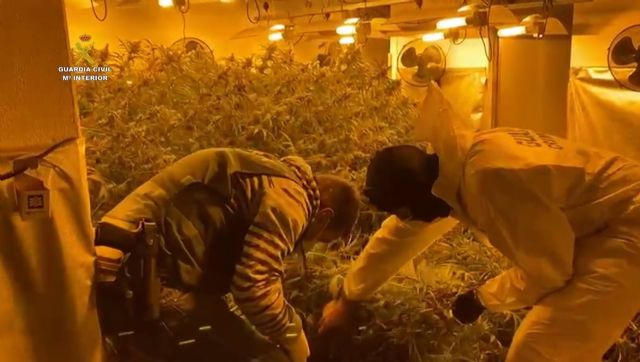 Guardias civiles intervienen una plantación de marihuana indoor en una vivienda Guardias civiles intervienen una plantación de marihuana indoor en una vivienda