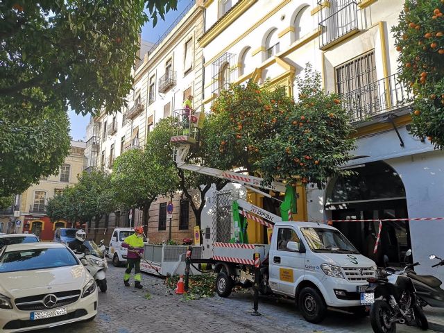 Recogida de naranjas en Sevilla. Recogida de naranjas en Sevilla.