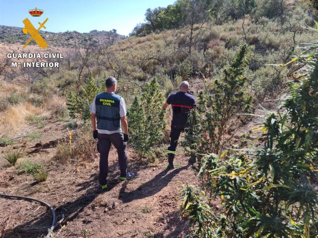 La Guardia Civil interviene en la plantación de marihuana. La Guardia Civil interviene en la plantación de marihuana.