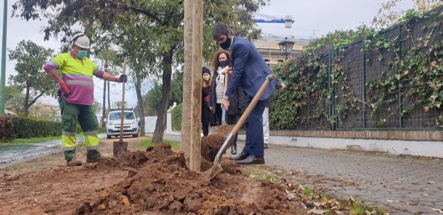 Ayuntamiento de Sevilla supera ya los 1.000 árboles en alcorques antes vacíos y suma 1.800 en la ciudad desde noviembre Ayuntamiento de Sevilla supera ya los 1.000 árboles en alcorques antes vacíos y suma 1.800 en la ciudad desde noviembre