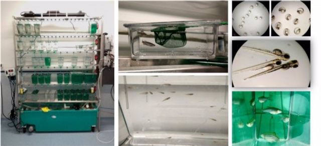 Ejemplares de pez cebra en el Servicio de Animales de Experimentación de la UCO Ejemplares de pez cebra en el Servicio de Animales de Experimentación de la UCO