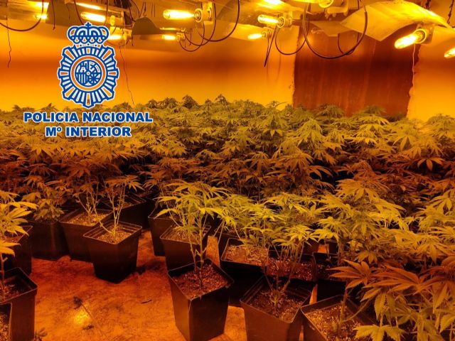 Marihuana intervenida en Jaén por la Policía Nacional Marihuana intervenida en Jaén por la Policía Nacional